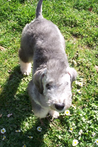 Arc-en-ciel Arlequin 06.04.JPG